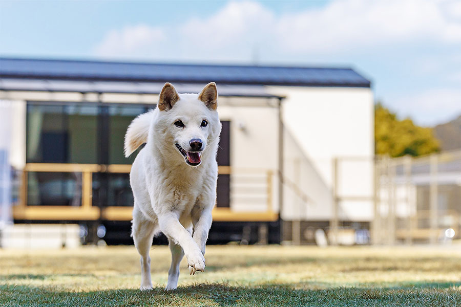 愛犬と一緒に夢のグランピングステイ